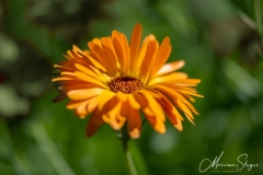 Bloemen, Calendula officinalis, Flowers, Goudsbloem, orange, oranje, tuin Cora