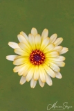 Bloemen, Flowers, Zinnia, geel, yellow