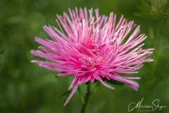 Aster, Asteraceae, Bloemen, Flowers, pink, roze, tuin Cora
