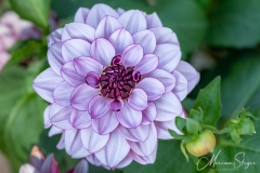 Bloemen, Dahlia, Flowers, paars, purple, tuin Cora, white, wit