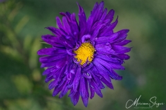 Aster, Asteraceae, Bloemen, Flowers, paars, purple, tuin Cora