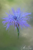 Bloemen, Cornflower, Flowers, Korenbloem, blauw, blue, paars, purple, tuin Cora