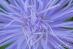 Aster, Asteraceae, Bloemen, Flowers, blauw, blue, paars, purple, tuin Cora