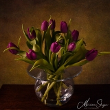 Bloemen, Flowers, Tulp, paars, purple