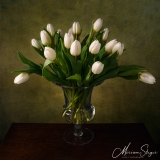 Bloemen, Flowers, Tulp, white, wit